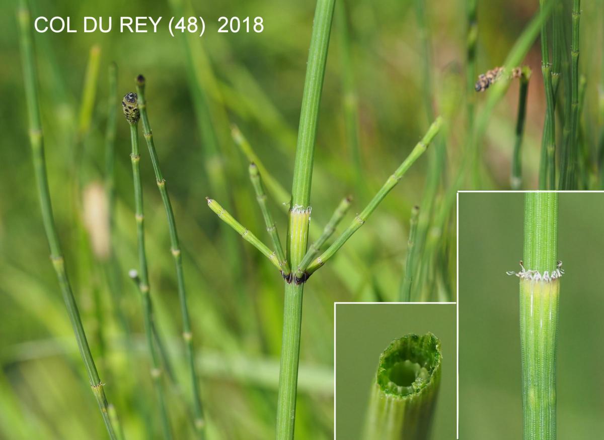 Horsetail, of Moore plant